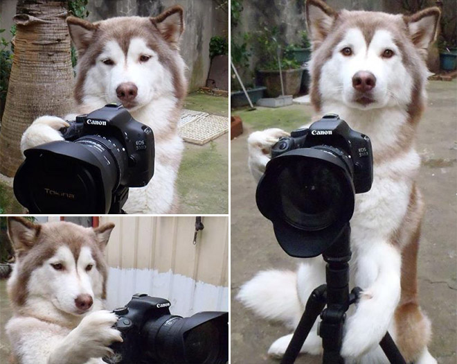 DogCamera.jpg